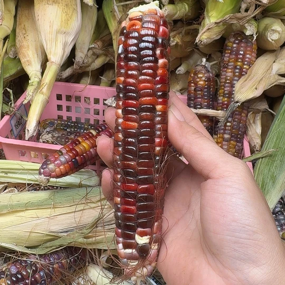 R***呀大叶紫檀（黑酸枝木类）