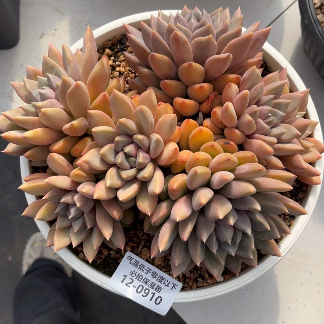 0910红象牙多肉植物