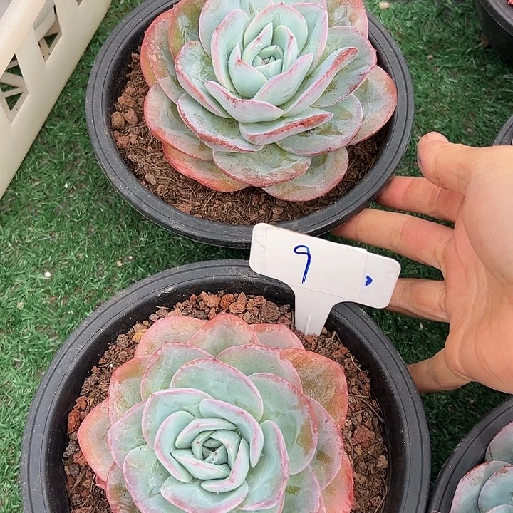 9号布鲁蓝一个脱土