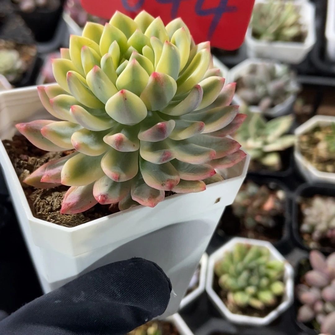 644蓝精灵锦多肉植物