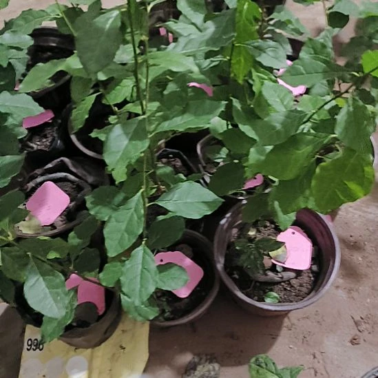 无花朵龙游侧枝或者双枝