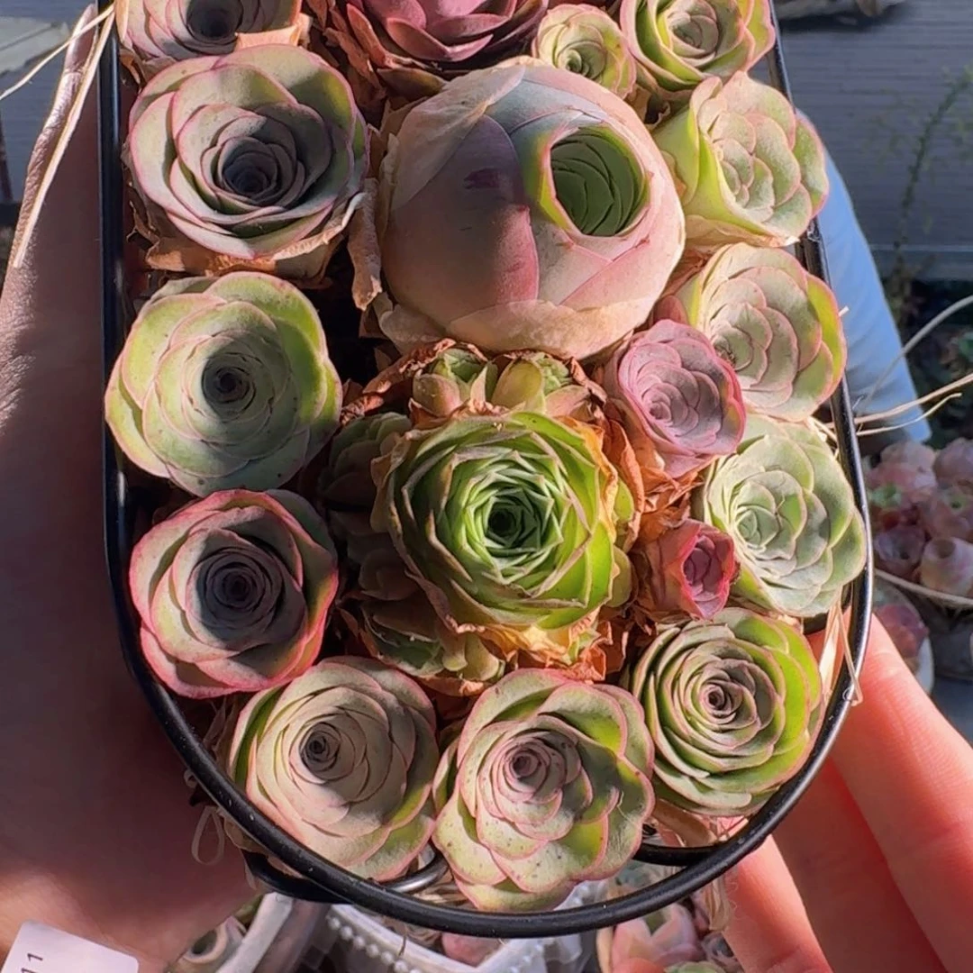 村***A579 铁艺花篮玫瑰组合