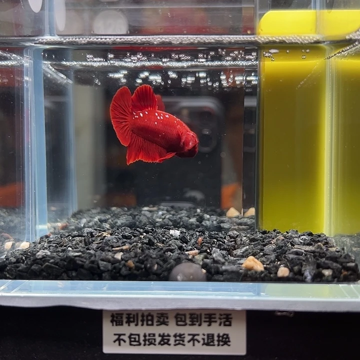 斗鱼竞拍跑单拉黑27号126