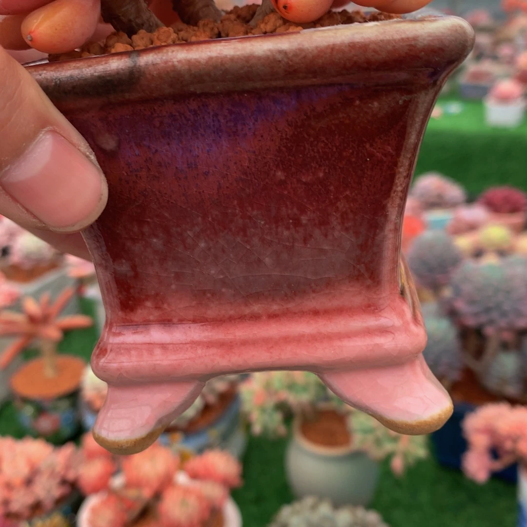 行**者带盆读肉植物yuwuw