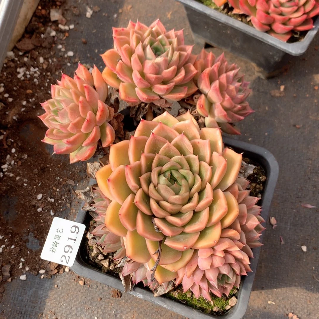 冰*2919瑕疵不售后特价处理