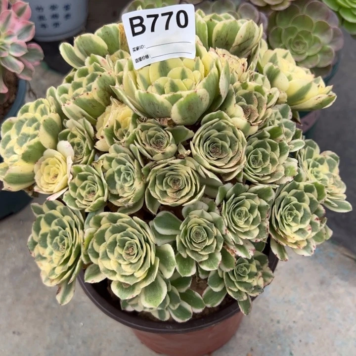 770迈巴赫20厘米左右