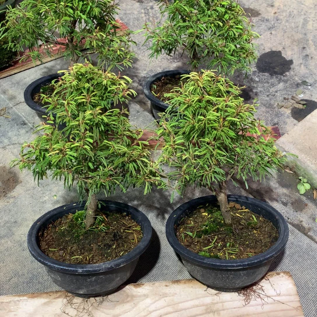 当前无花栽培后可以开花姬合欢 四盆