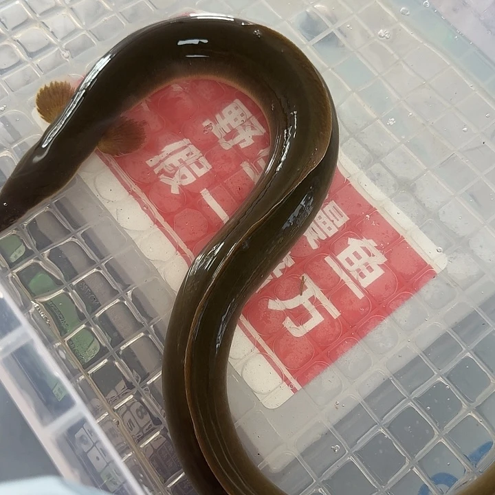 野生鳗鱼包活到家
