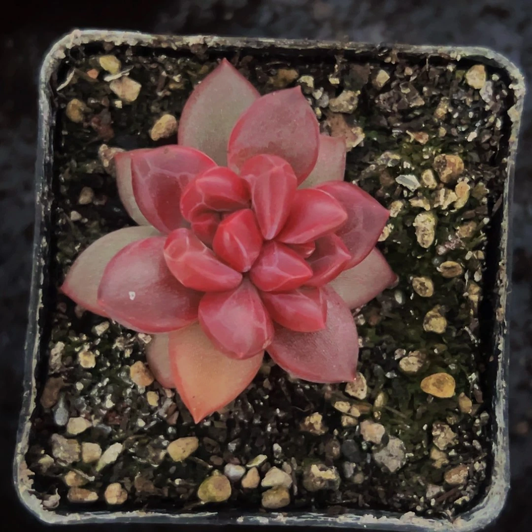 桔云多肉美人精品系列