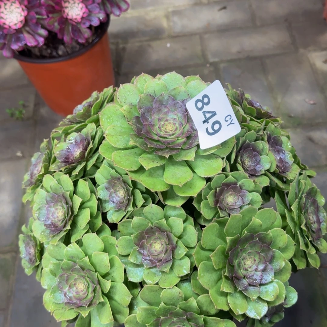 多肉植物849万圣节