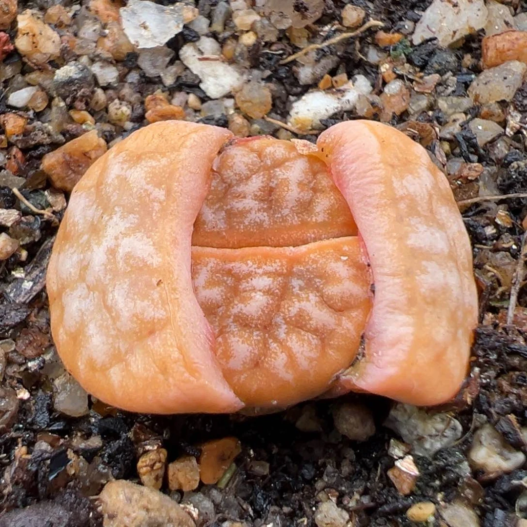 1.26好看的多肉746