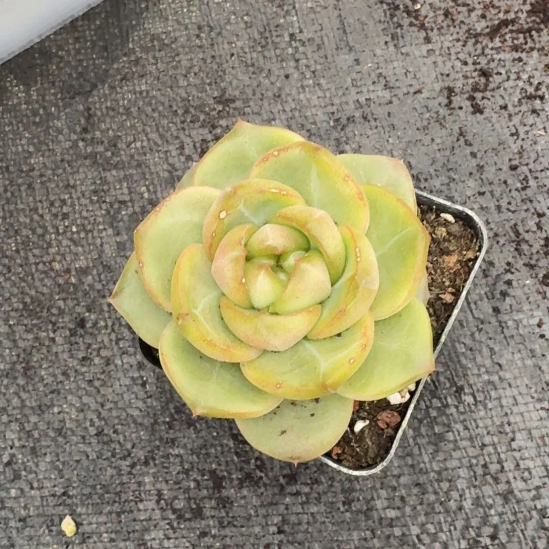 翡翠珍妮一颗量拍