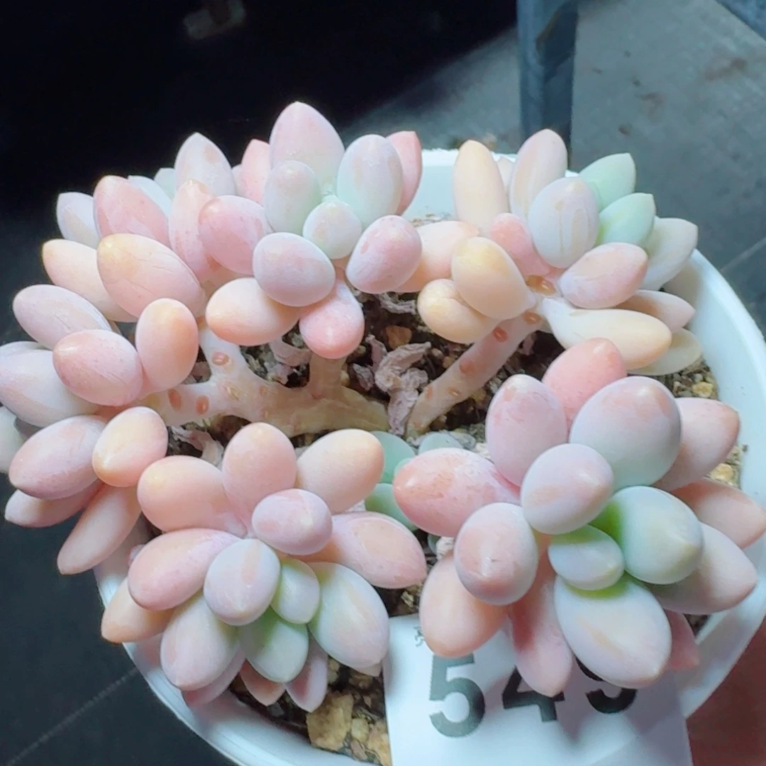 粉色恋人            精美多肉植物