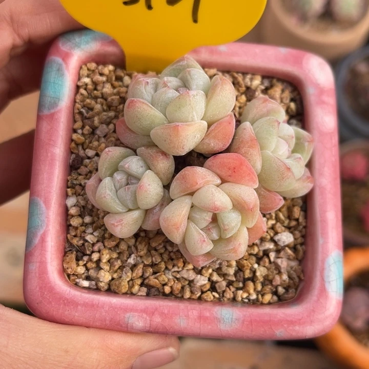 糖心冰玉老桩5927