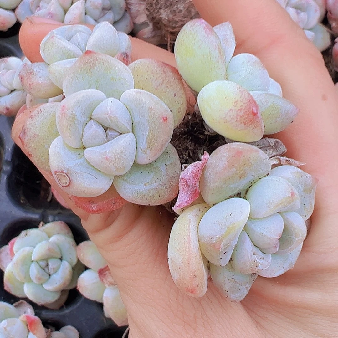 双头老货冰玉苗7颗