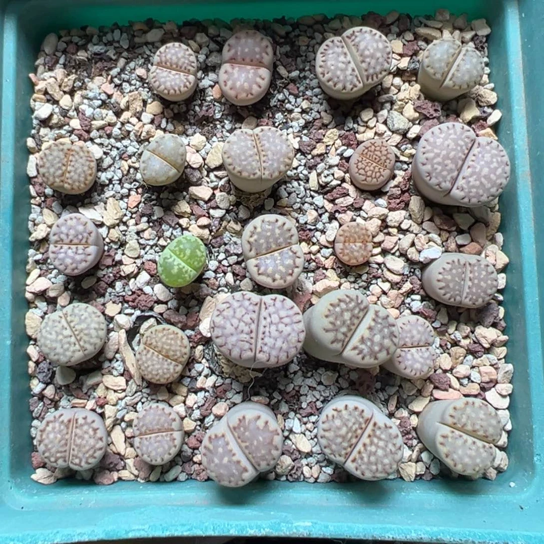 【闪购商品】 121。