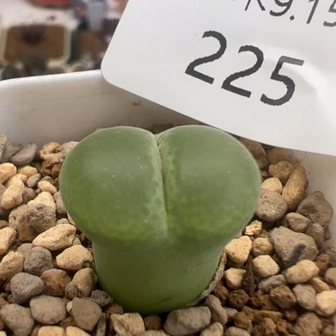 225 好看的多肉冲冲冲。