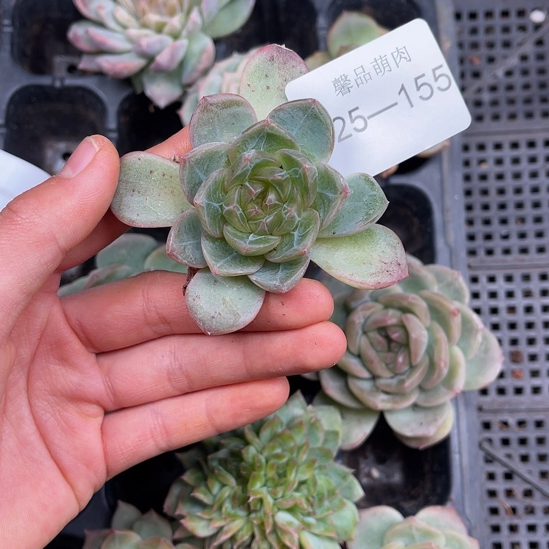 多肉一物一拍25-155