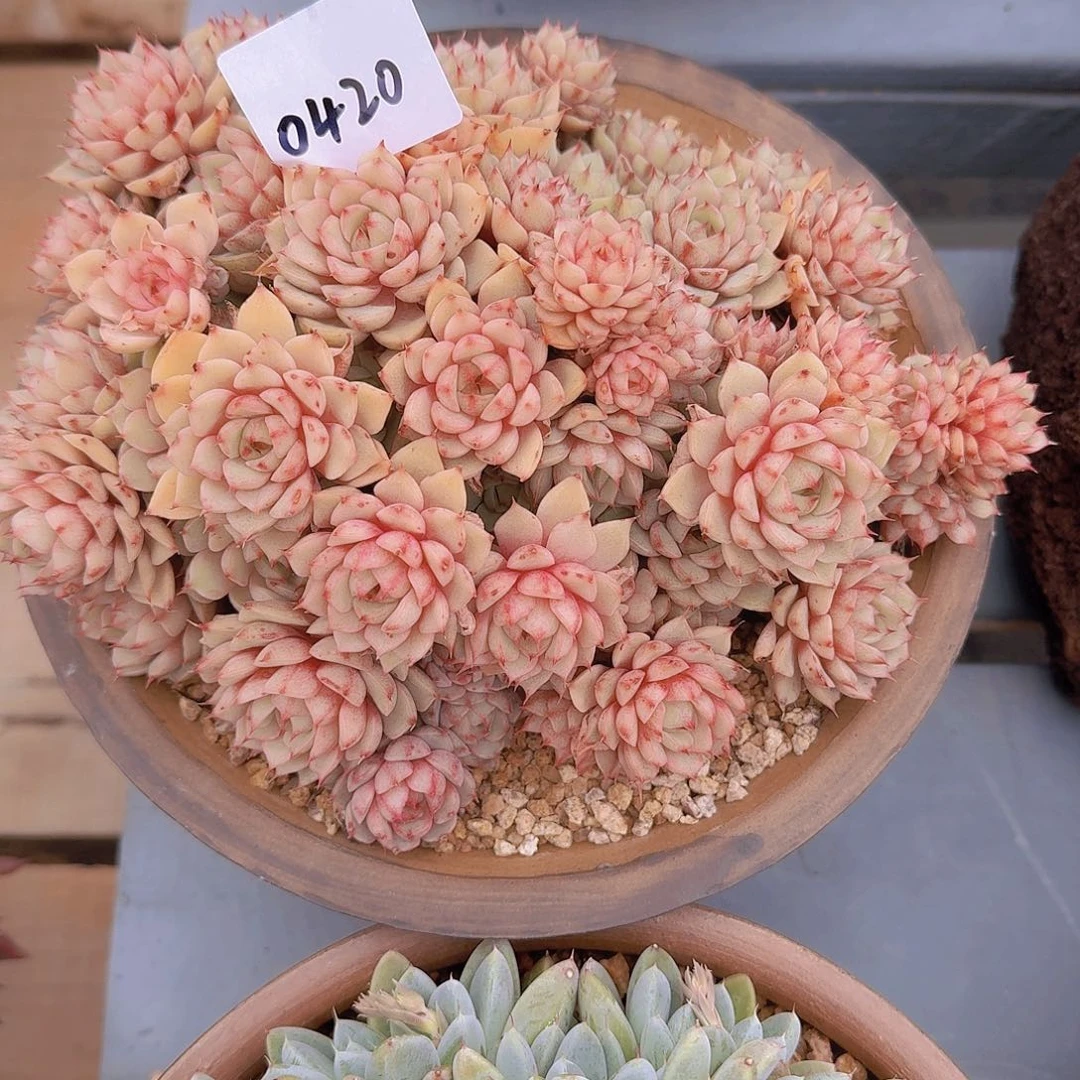 成**凡0420本巴多肉植物