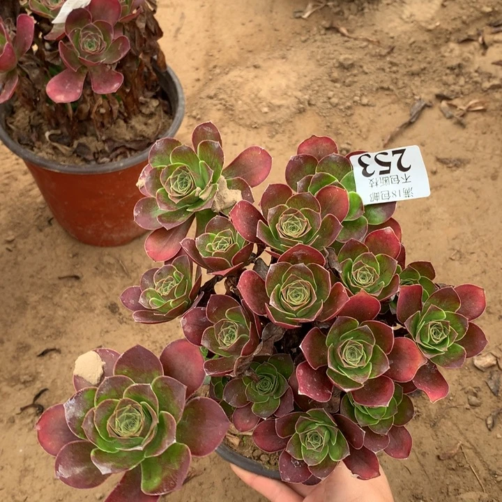 253魅金玫瑰绣球2