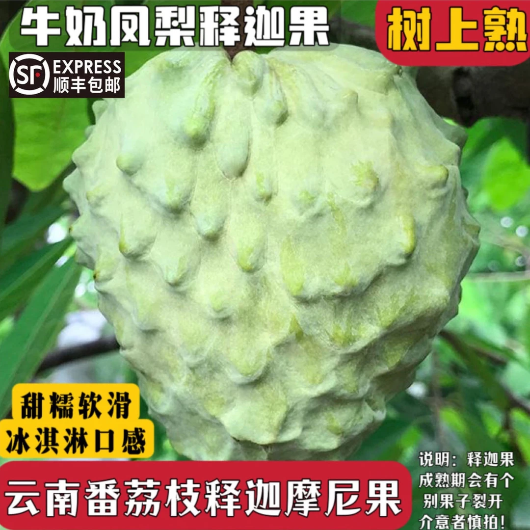 云南牛奶凤梨释迦果(夏果成熟会开裂）