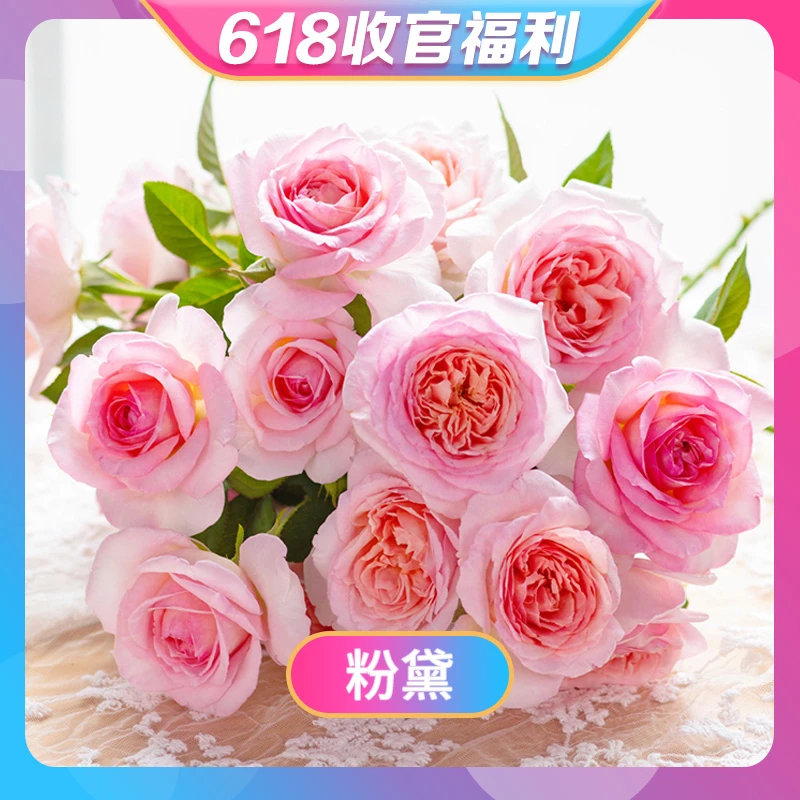 【618收官福利】天狼月季 家书涵仙粉黛桃染隐隐青 月季1.2升盆