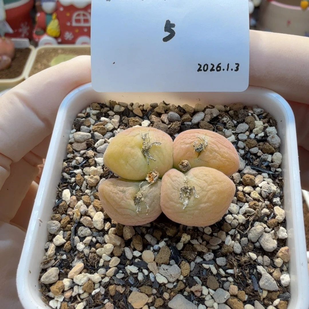 多肉多肉多肉1.3-005 空卡 （冠幅3cm）