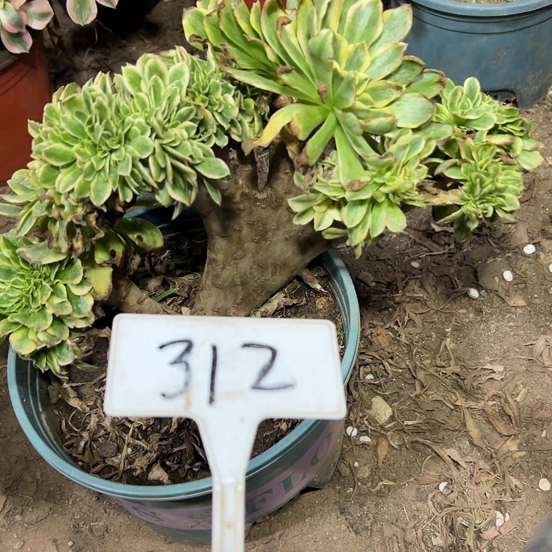 多肉植物绿豆沙缀花小损312