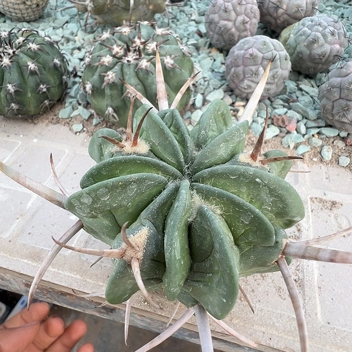 金刺龙剑。苗接落地。