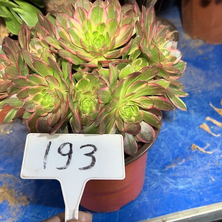 多肉植物万皇法师