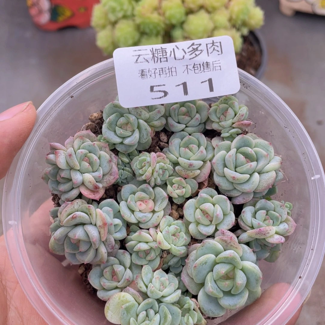 云糖心多肉植物511
