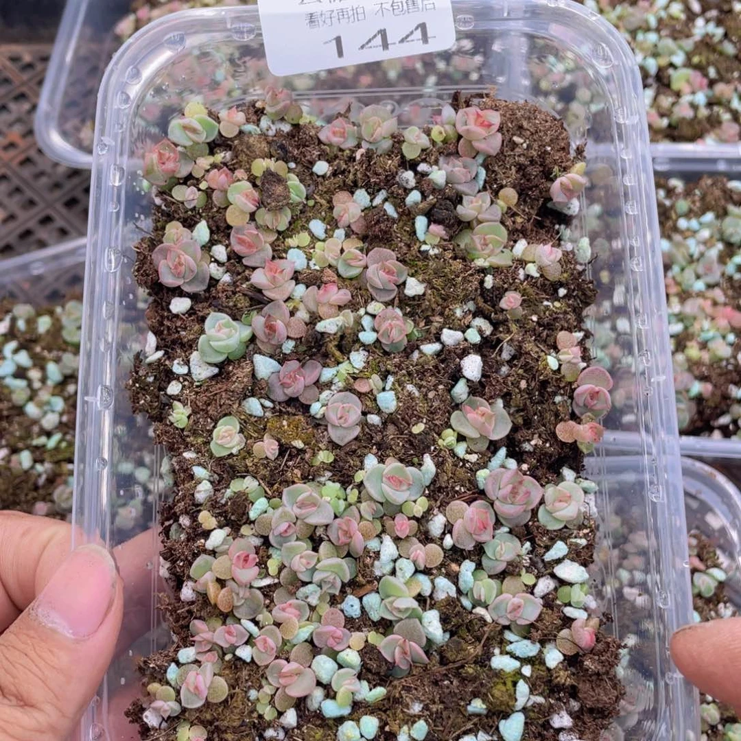 云糖心多肉植物144