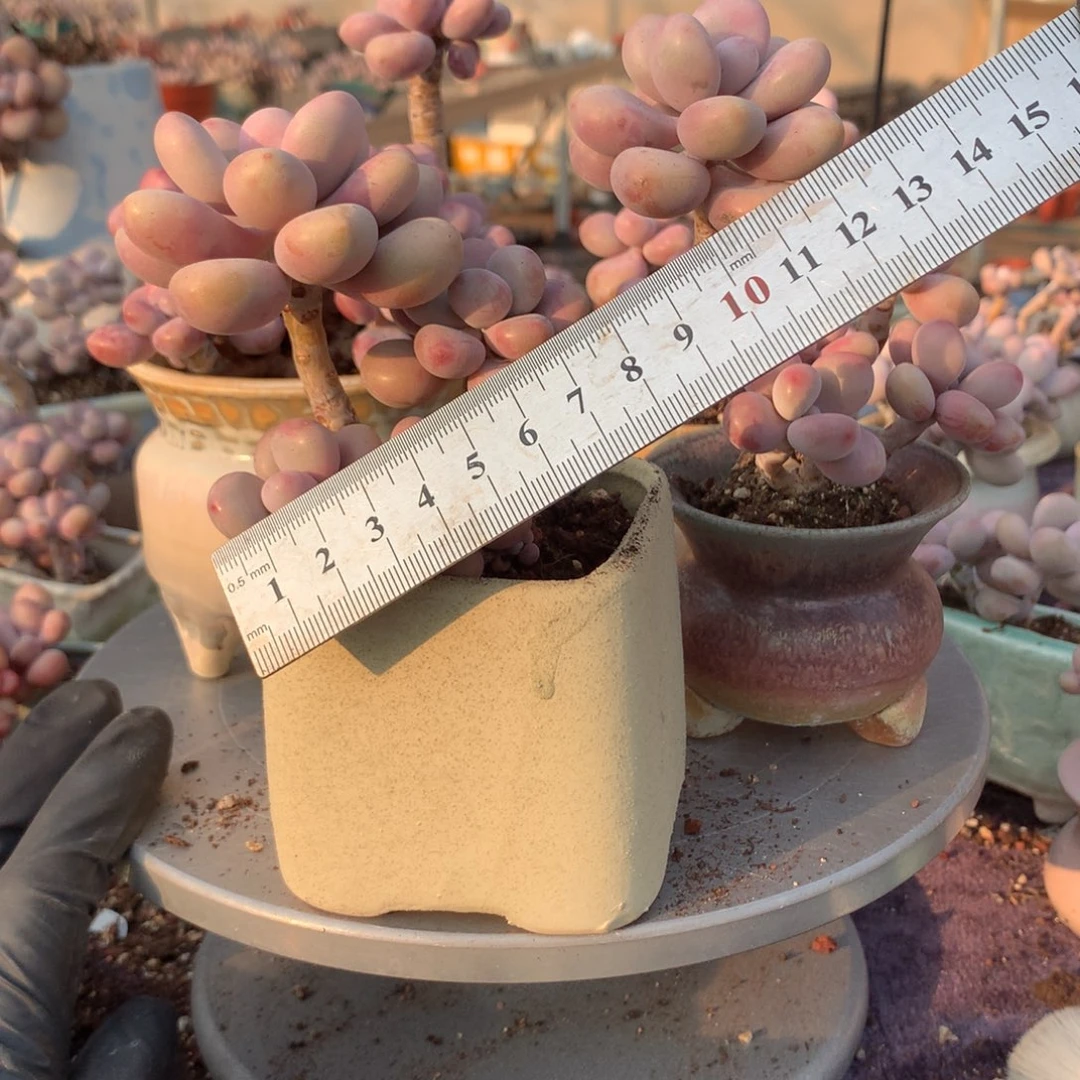 ****20号不带盆偏远地区不包邮的