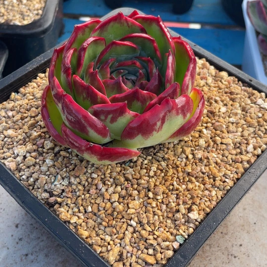 惊鸿仙子冠服11左右