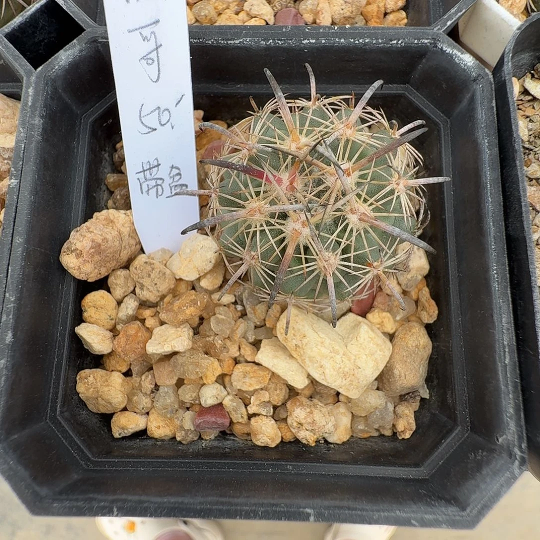 糕***公虎爪玉1颗花花花花花