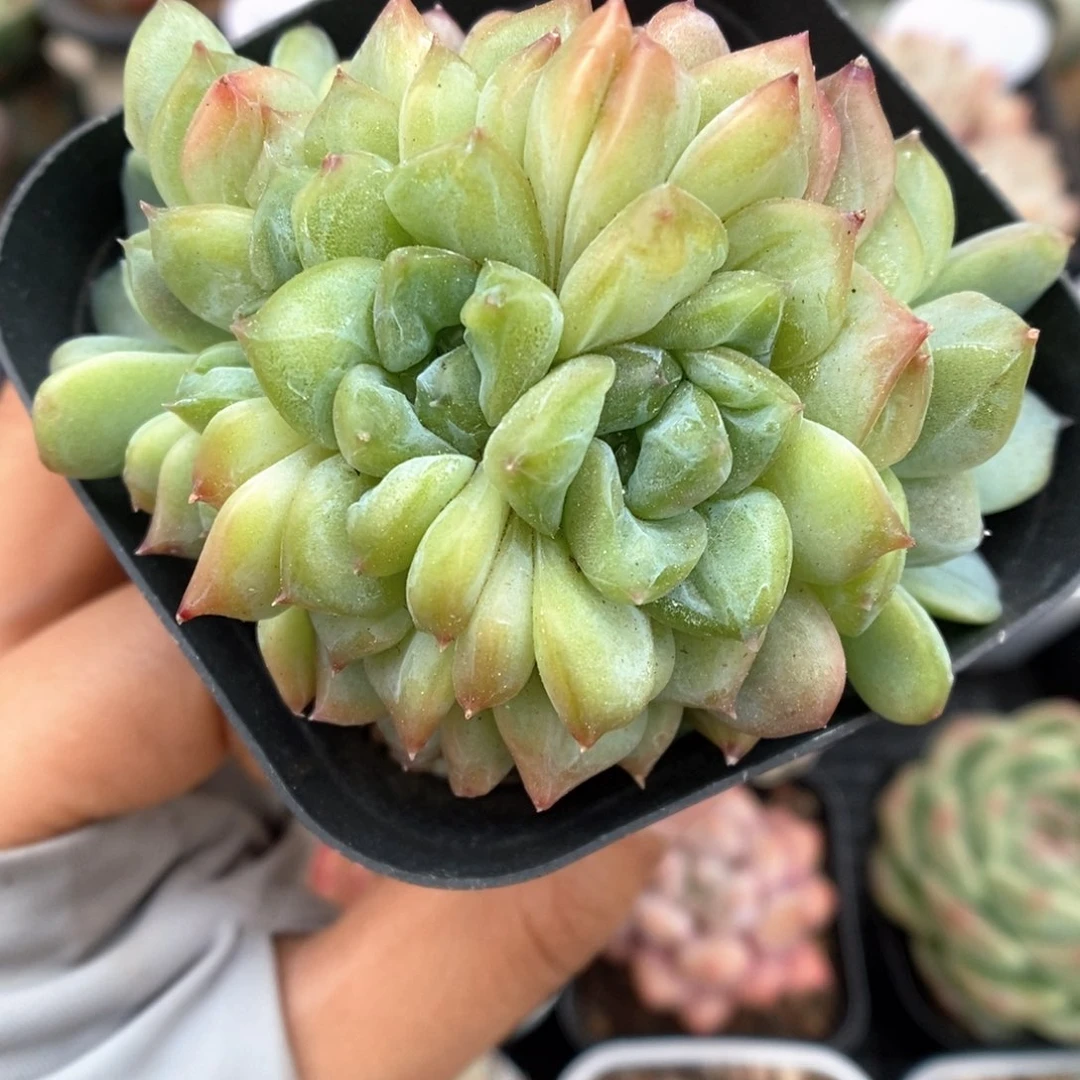 冰魄缀化可拍395号。