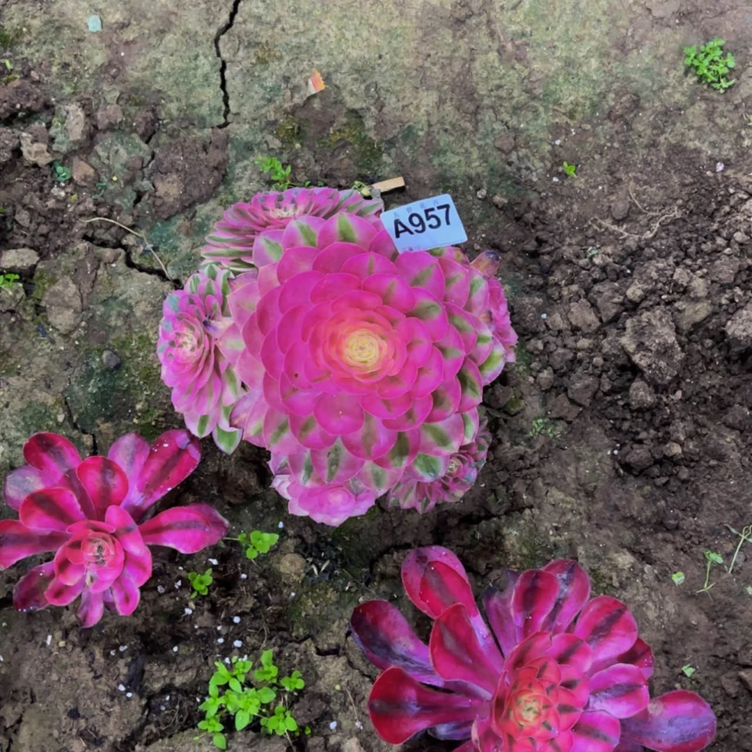 【闪购商品】踏*95700