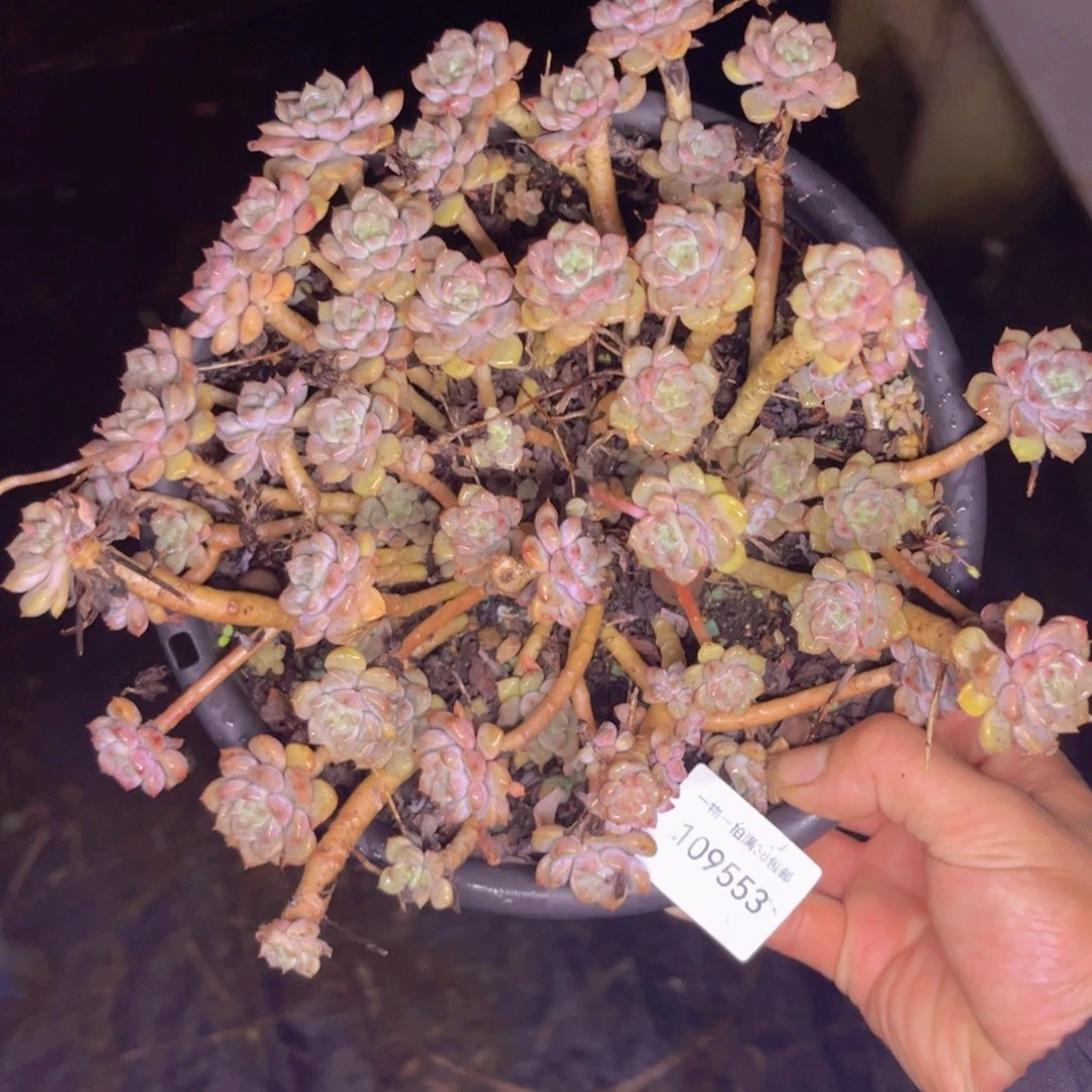 多肉一物一拍9553