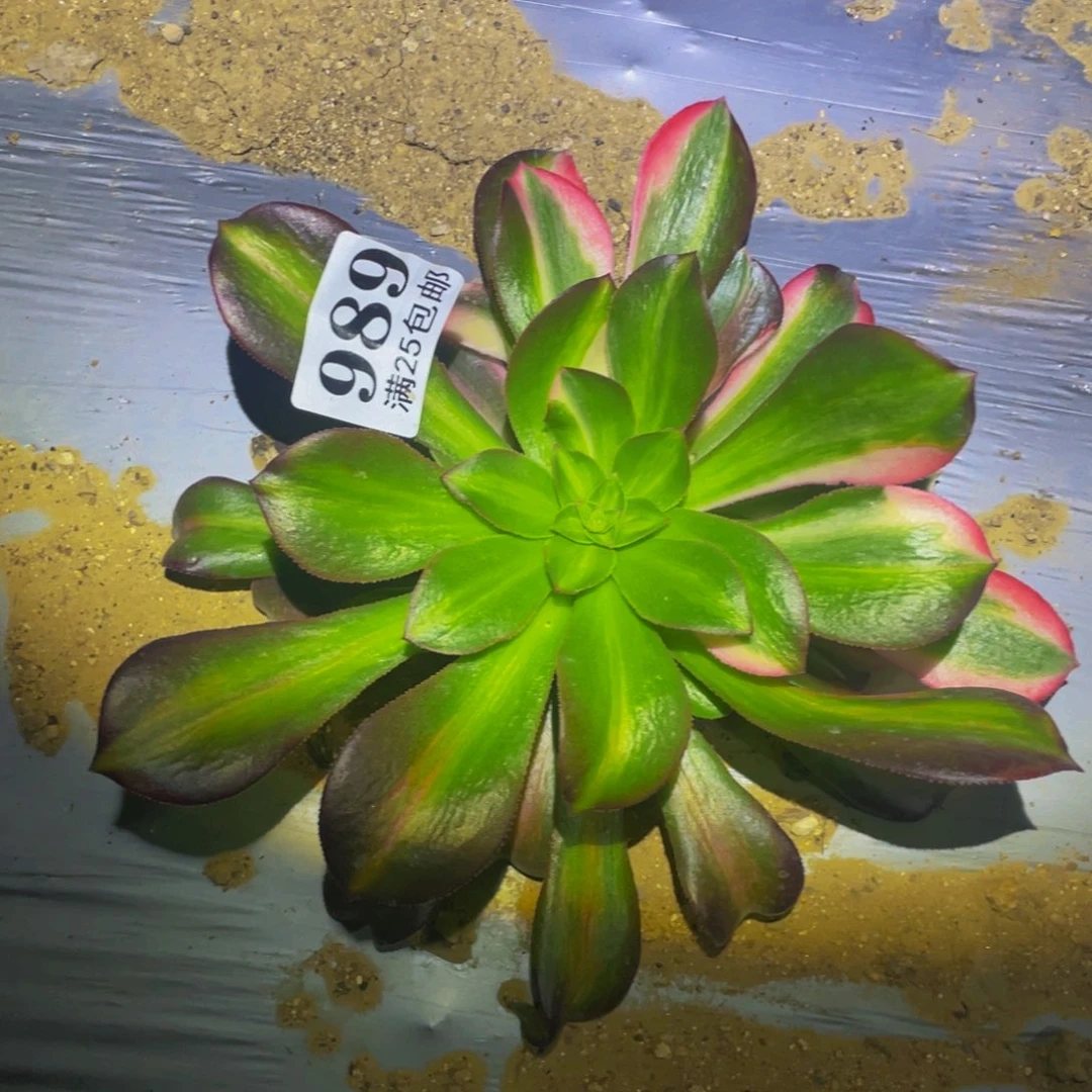 花样年华七彩锦多肉植物979