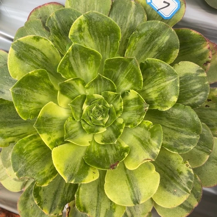 红陶7香炉盘七彩拉丝锦锦