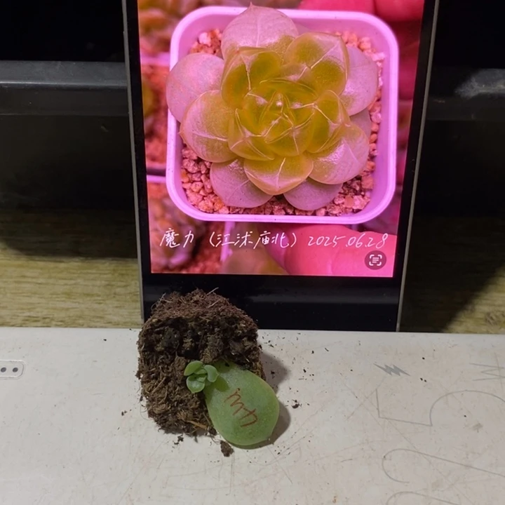 穴盘魔力芽苗一个