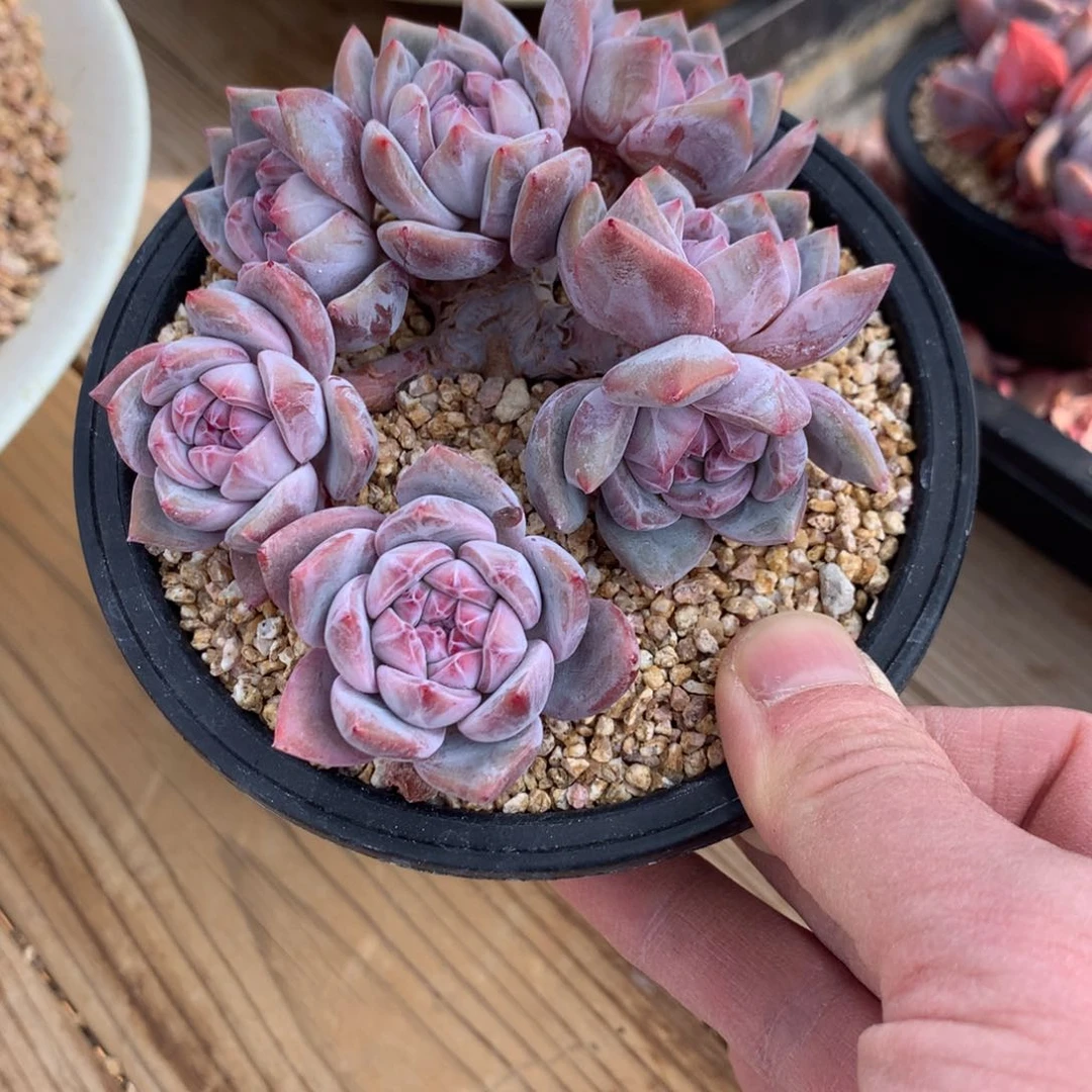 他*里八块突尼斯多肉222