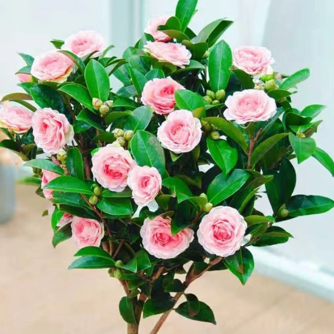 加大加高香妃山茶花原盆原土带花苞发货