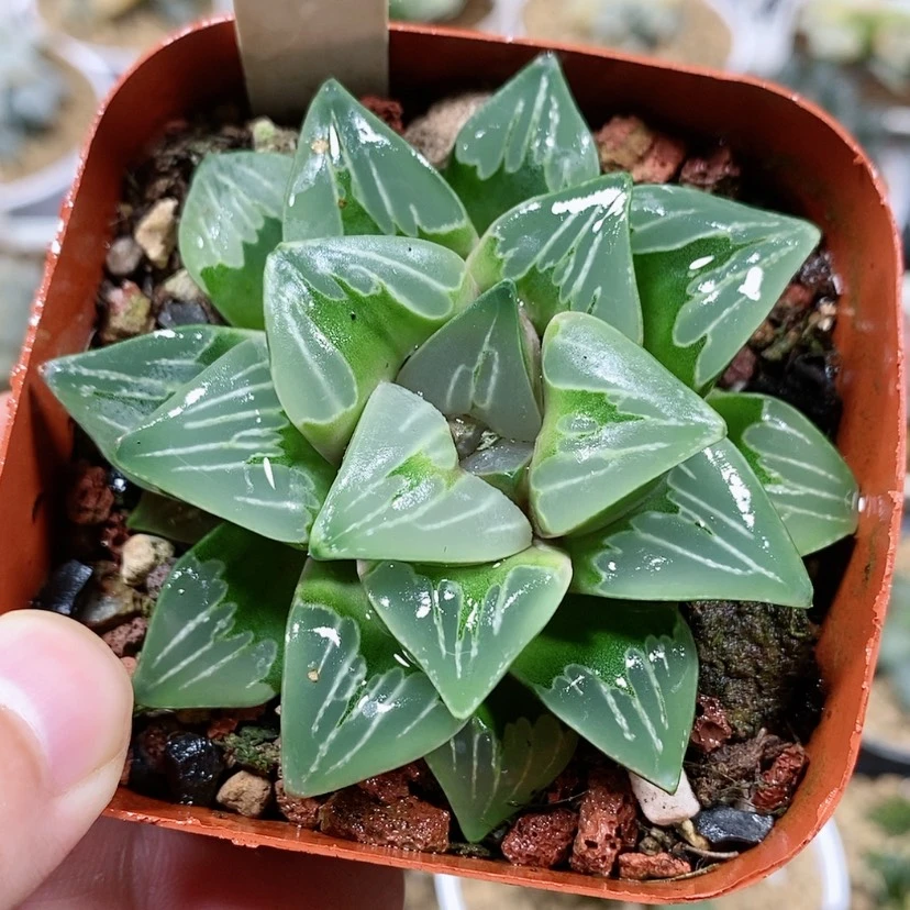 【闪购商品】90绿玻璃