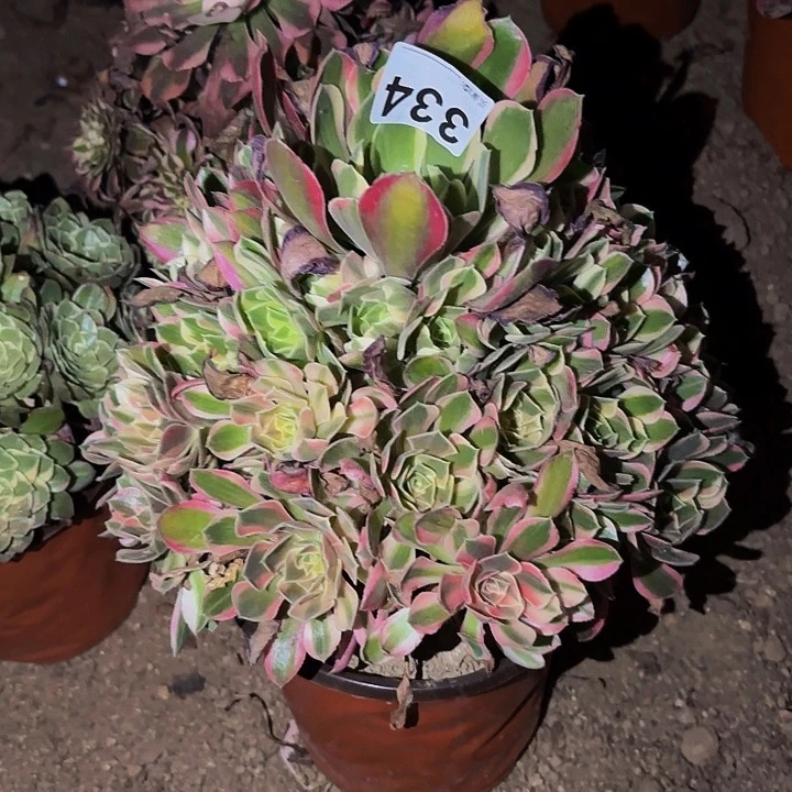 334红袖多肉植物不售后