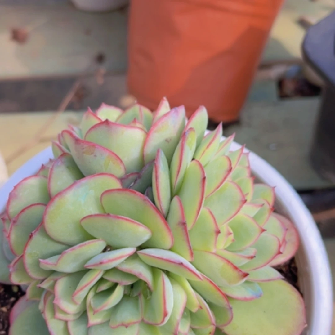 【闪购商品】牡丹亭缀19159