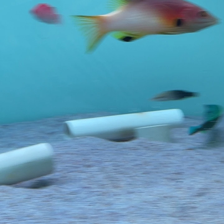 活体野生印尼三色狐海水鱼