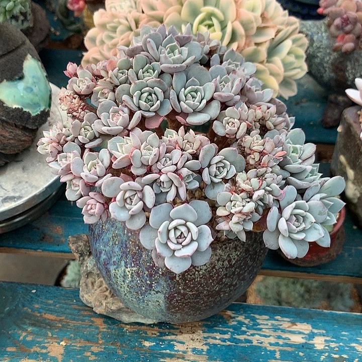 海棠花朵朵缀小树