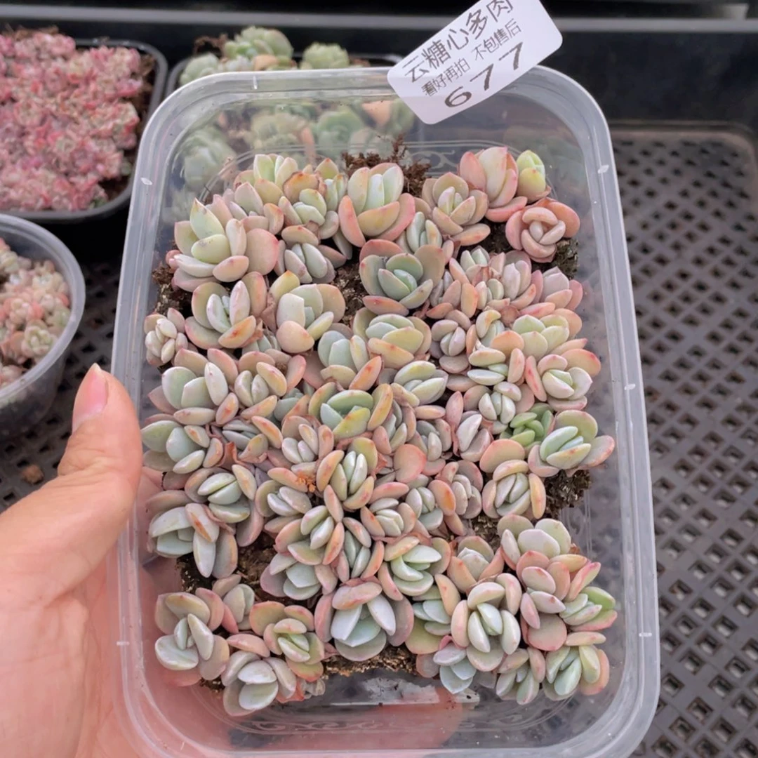 云糖心多肉植物677