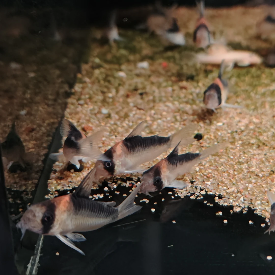 黑金红头鼠翻沙观赏鼠鱼底栖清洁工具鱼